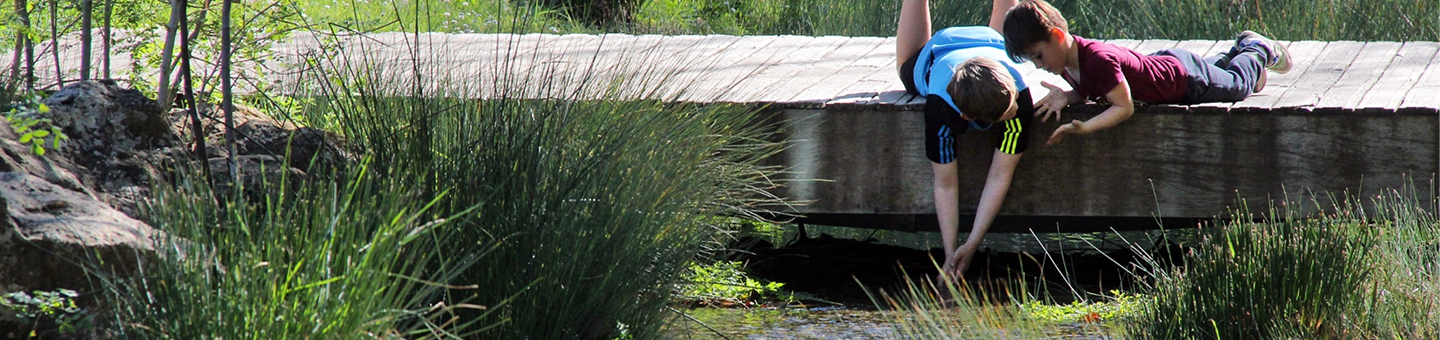 Deux garçons s'appuyant sur une passerelle en bois touchent l'eau d'une mare entourée de plantes.