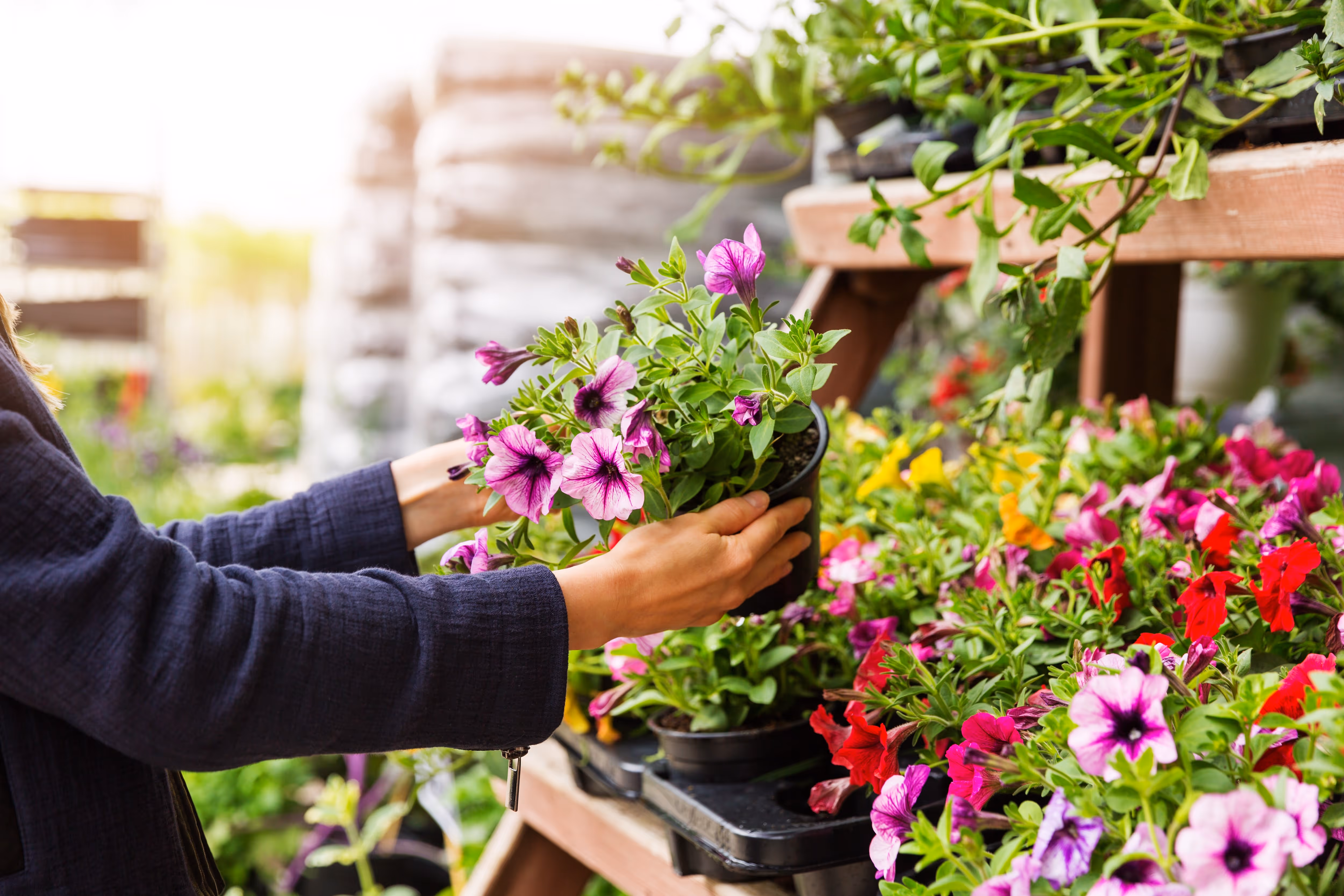 Person picking flowers from a flower shop stock image