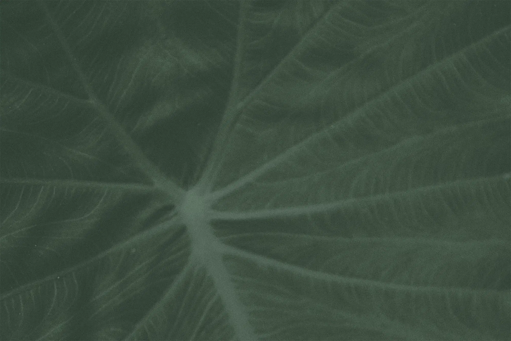 Dark green texture pattern