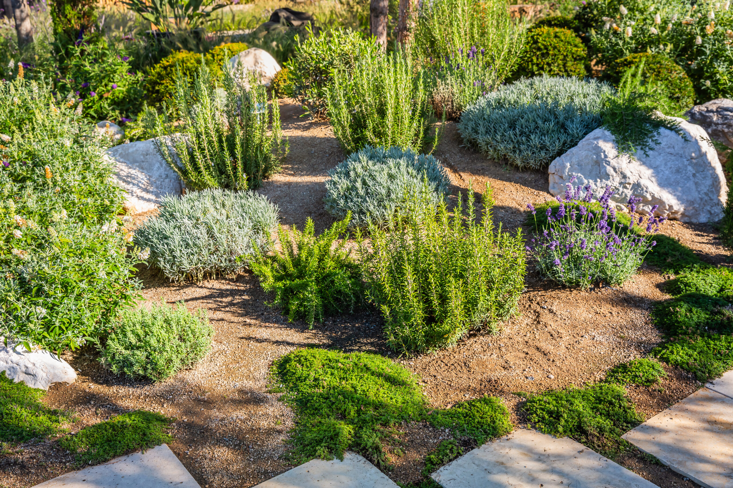 Drought resistant softscaping landscape