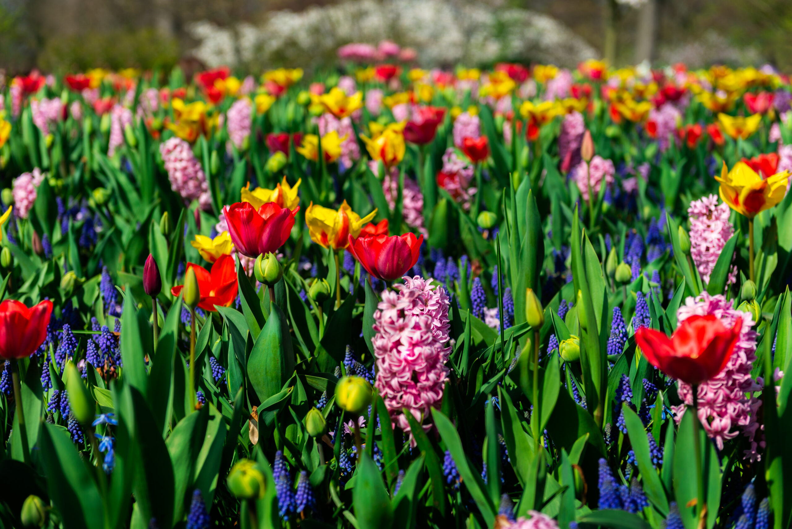Colorful flowers in the landscape