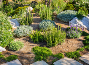 Drought resistant softscaping landscape
