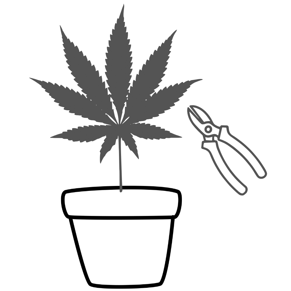 Potted cannabis leaf plant with pruning shears to the right.