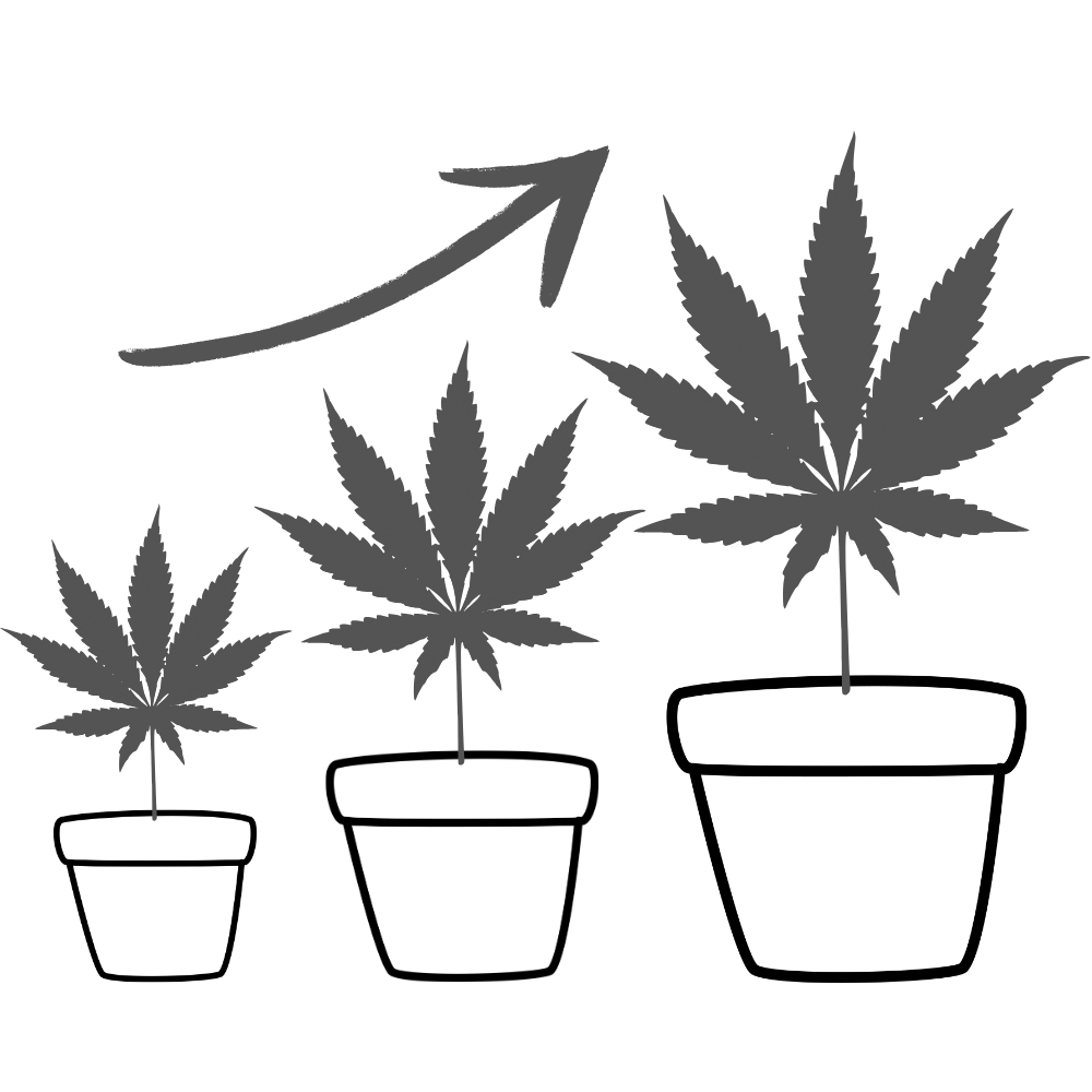 Three potted cannabis plants growing larger from left to right with an upward arrow above them.