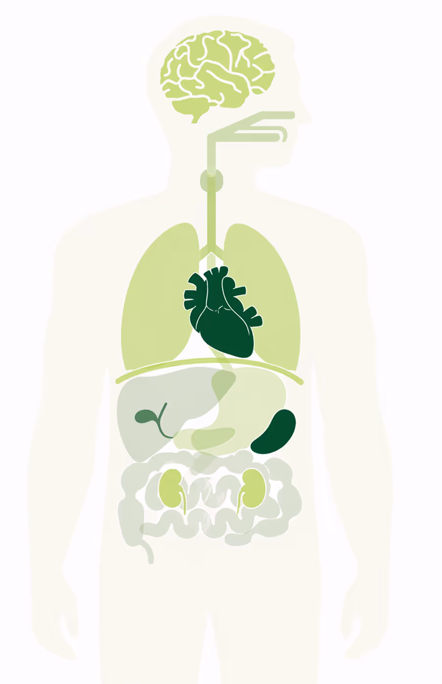 Simplified illustration of human internal organs including brain, lungs, heart, liver, stomach, kidneys, spleen, and intestines.