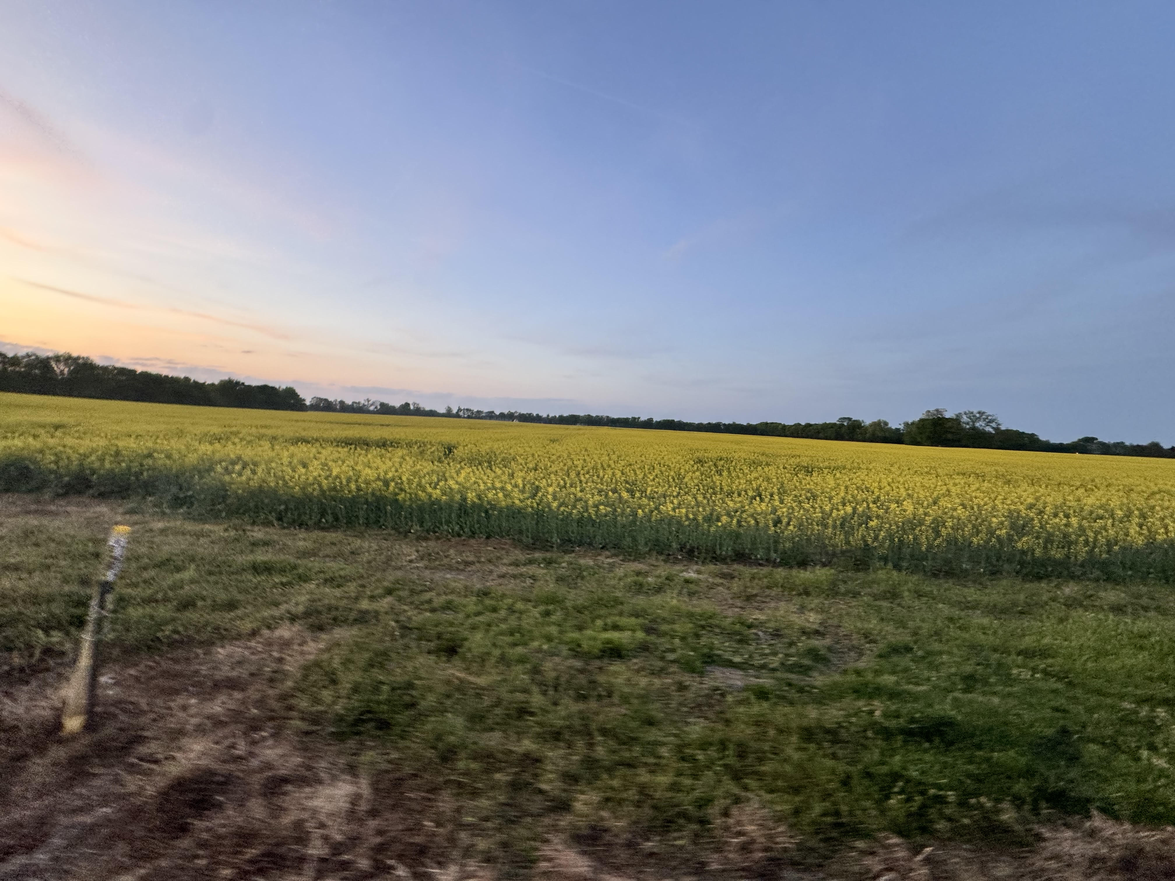Flowering crop field at golden hour, representing the Tennessee and North Carolina Piedmont farmland AgriTailor serves
