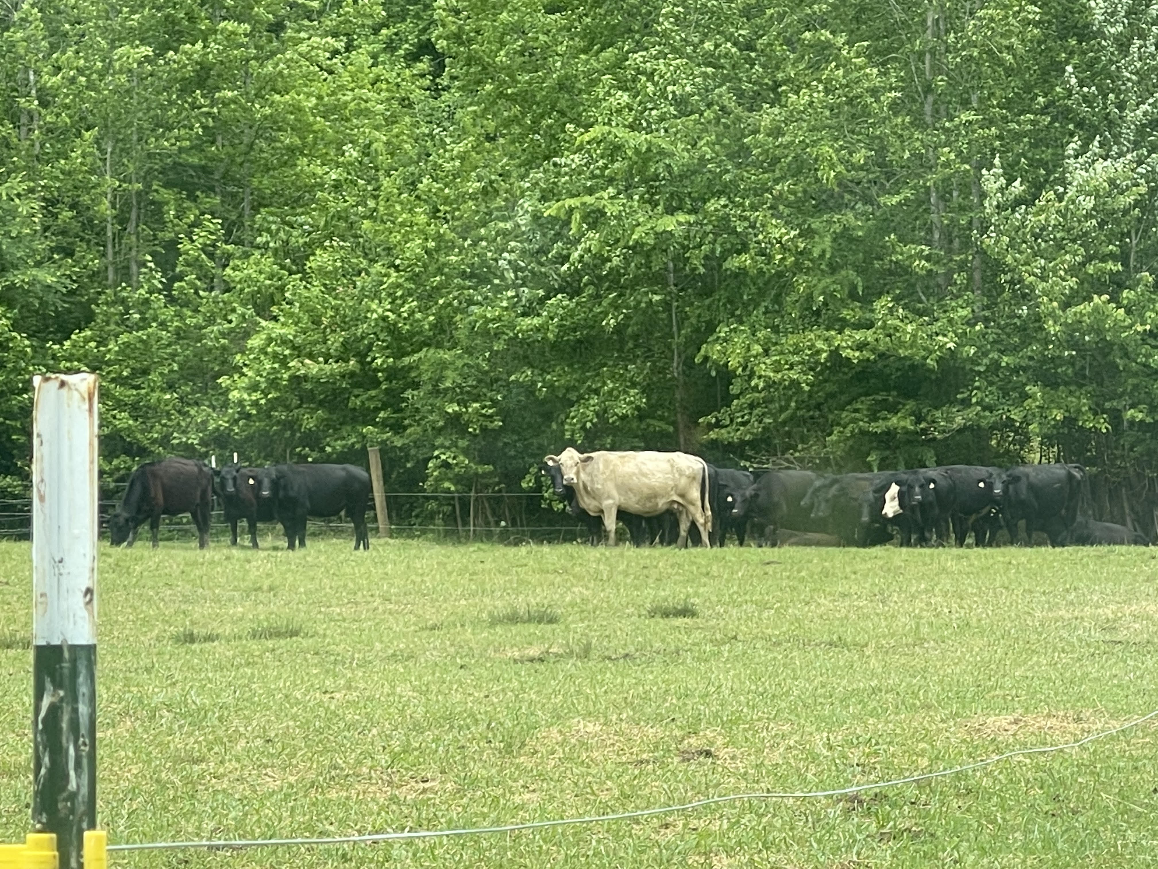 Mixed Black Angus and Charolais cattle in a regenerative grazing pasture at the Cedar Grove pilot farm, Orange County, North Carolina