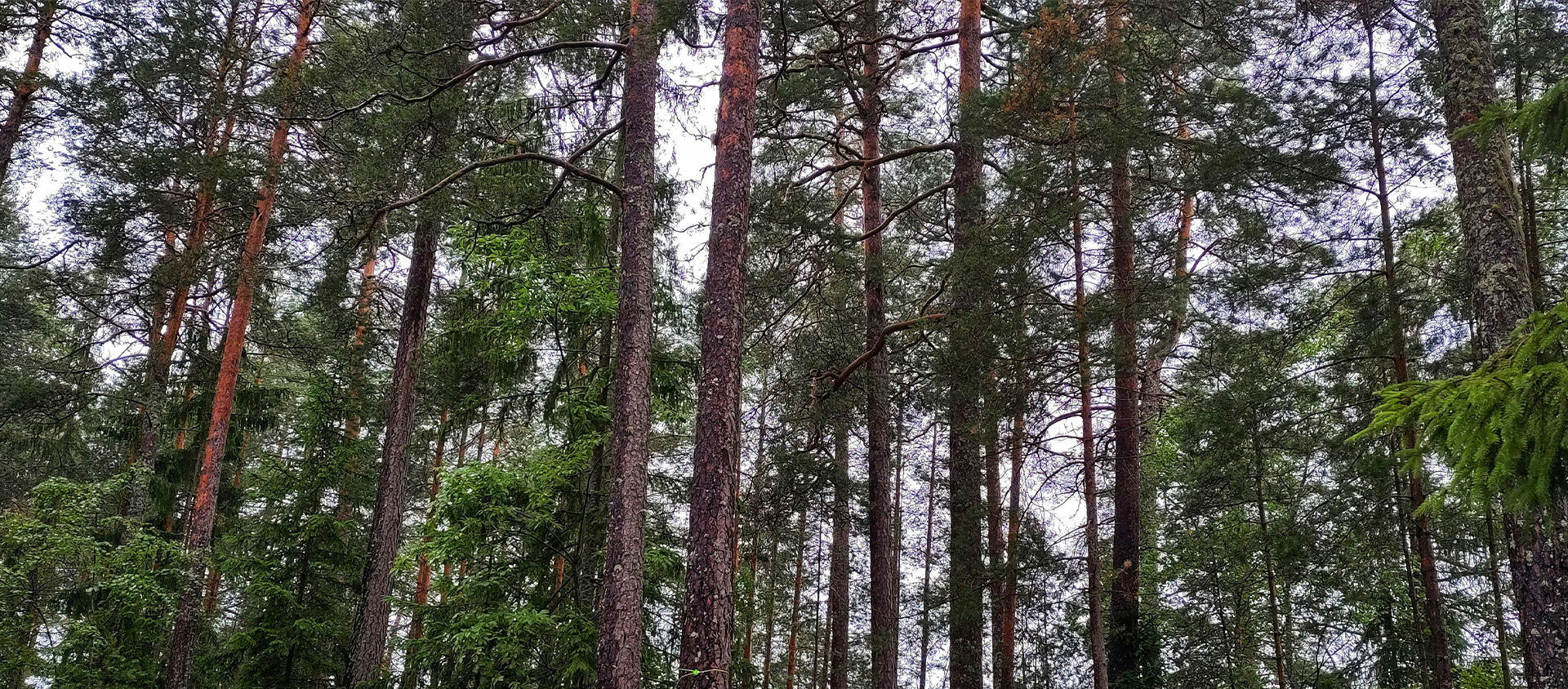 À vélo dans la forêt des Landes autour de Carcans