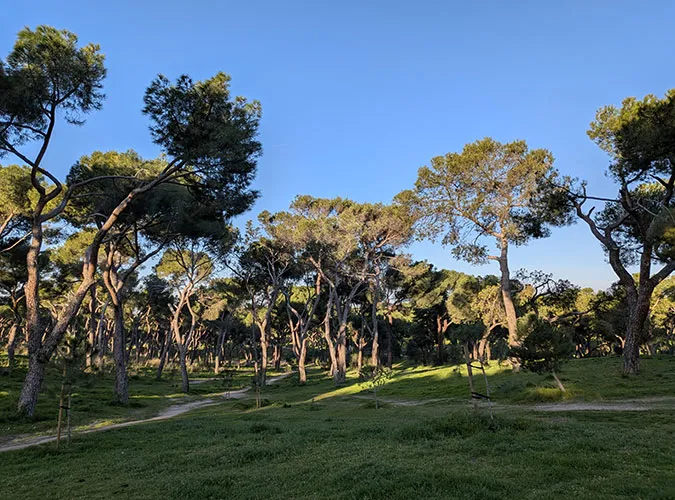 A sunlit grove of pine trees with a grassy path winding through it.