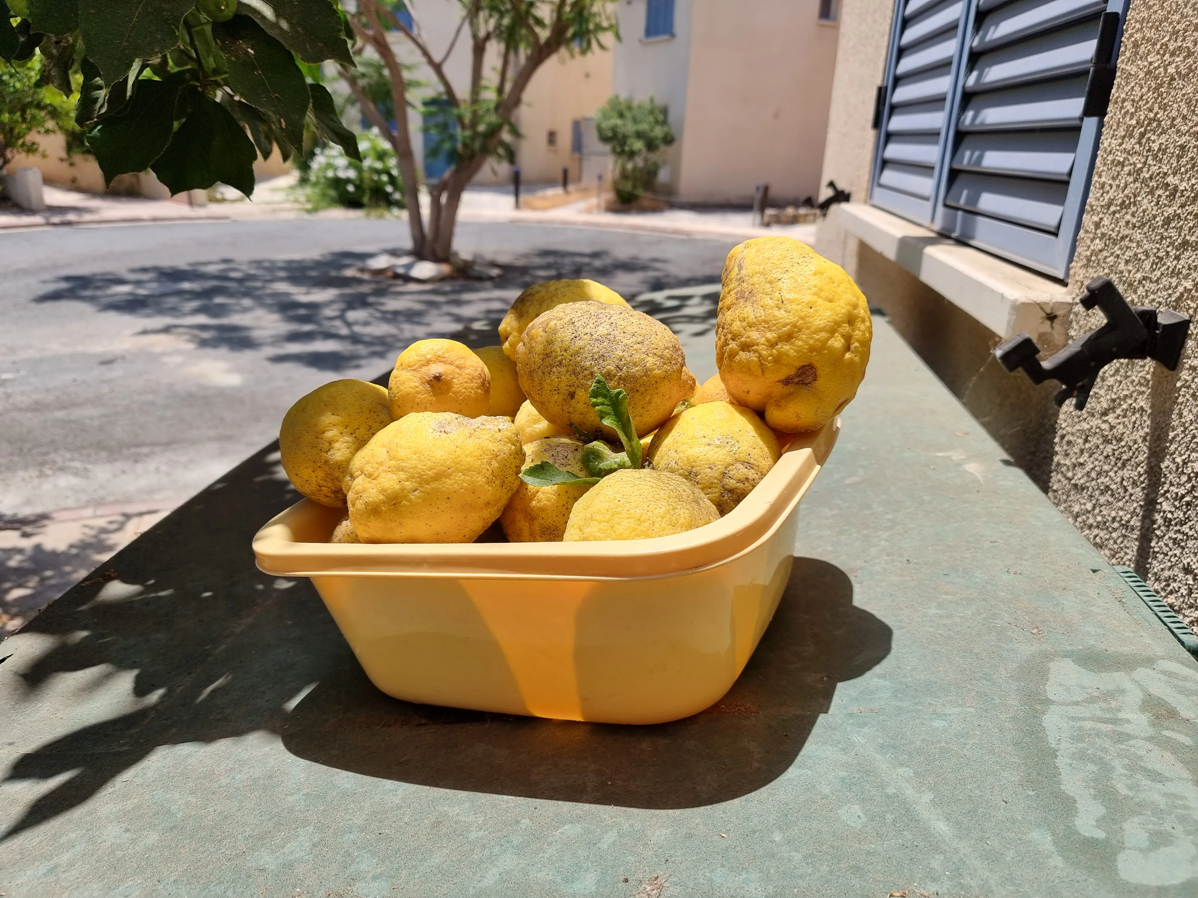 Freshly picked lemons from the garden of Villa Nadezda