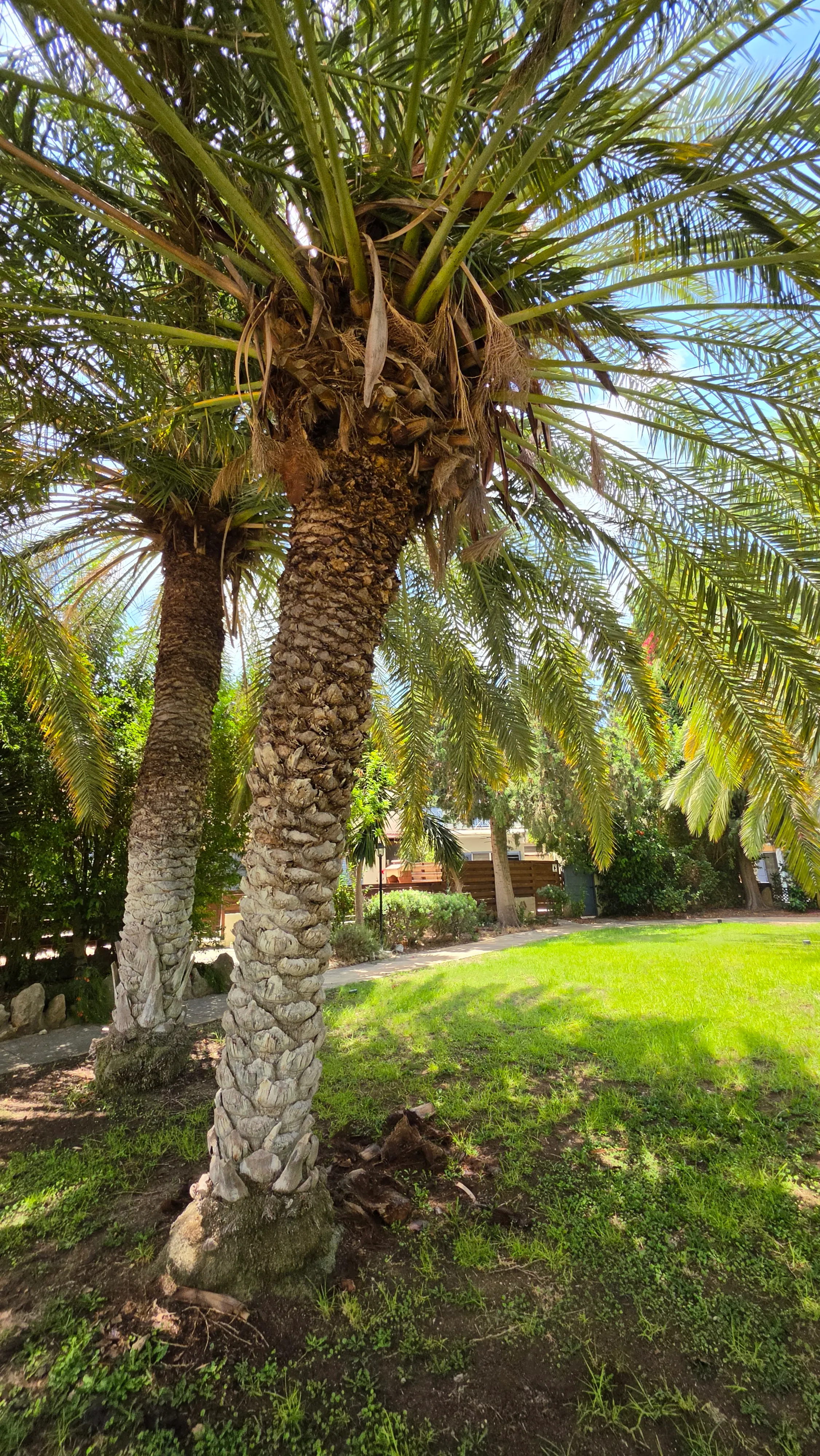 Palm trees in the gardens of Paradise Gardens, Kato Paphos