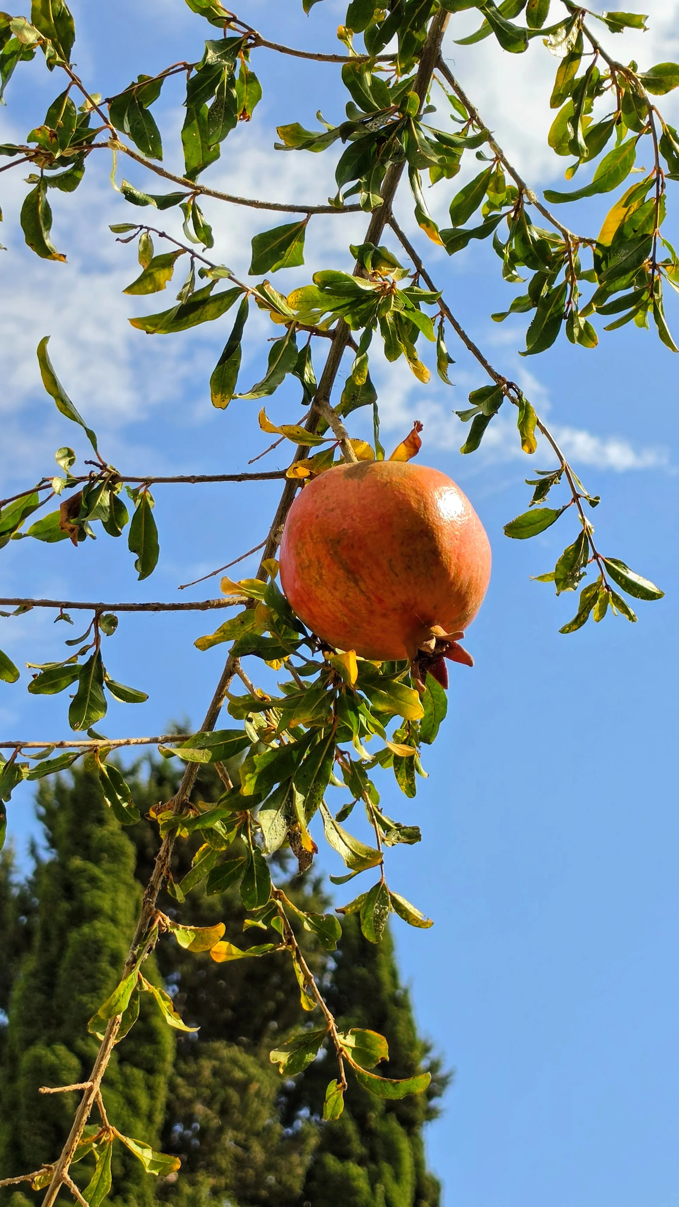 A ripe pomegranate on the branch against a blue Cyprus sky