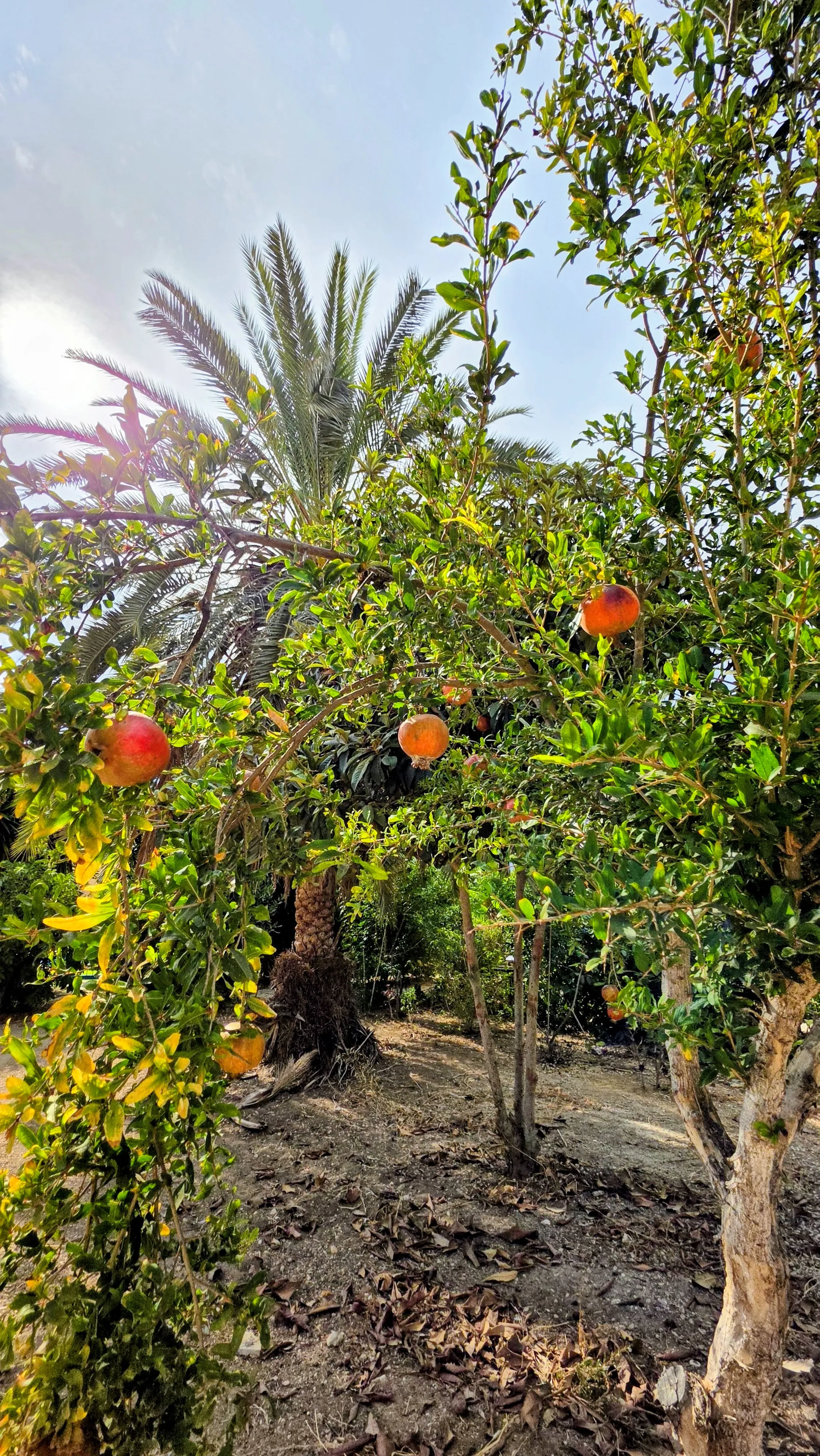 Pomegranate tree in fruit in the garden beside Villa Nadezda, Paphos