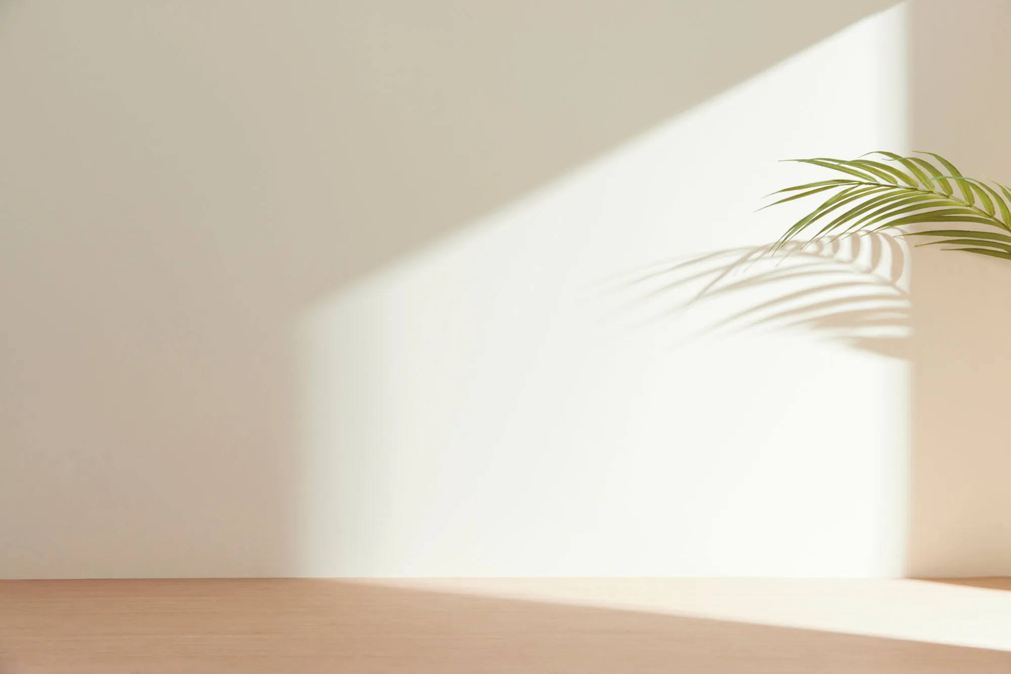 Soft palm leaf shadow on a neutral wall creating a calming wellness atmosphere