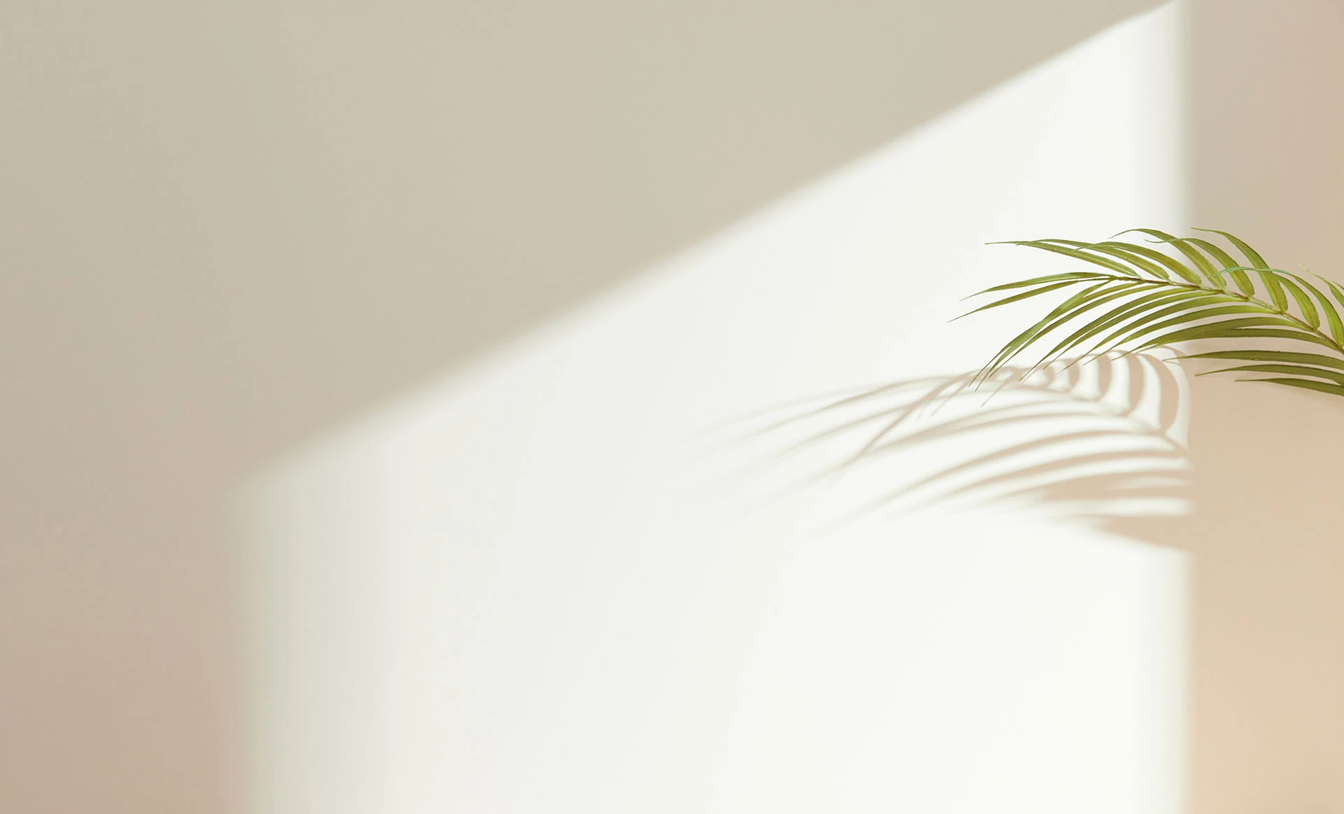 Soft palm leaf shadow on a neutral wall creating a calming wellness atmosphere