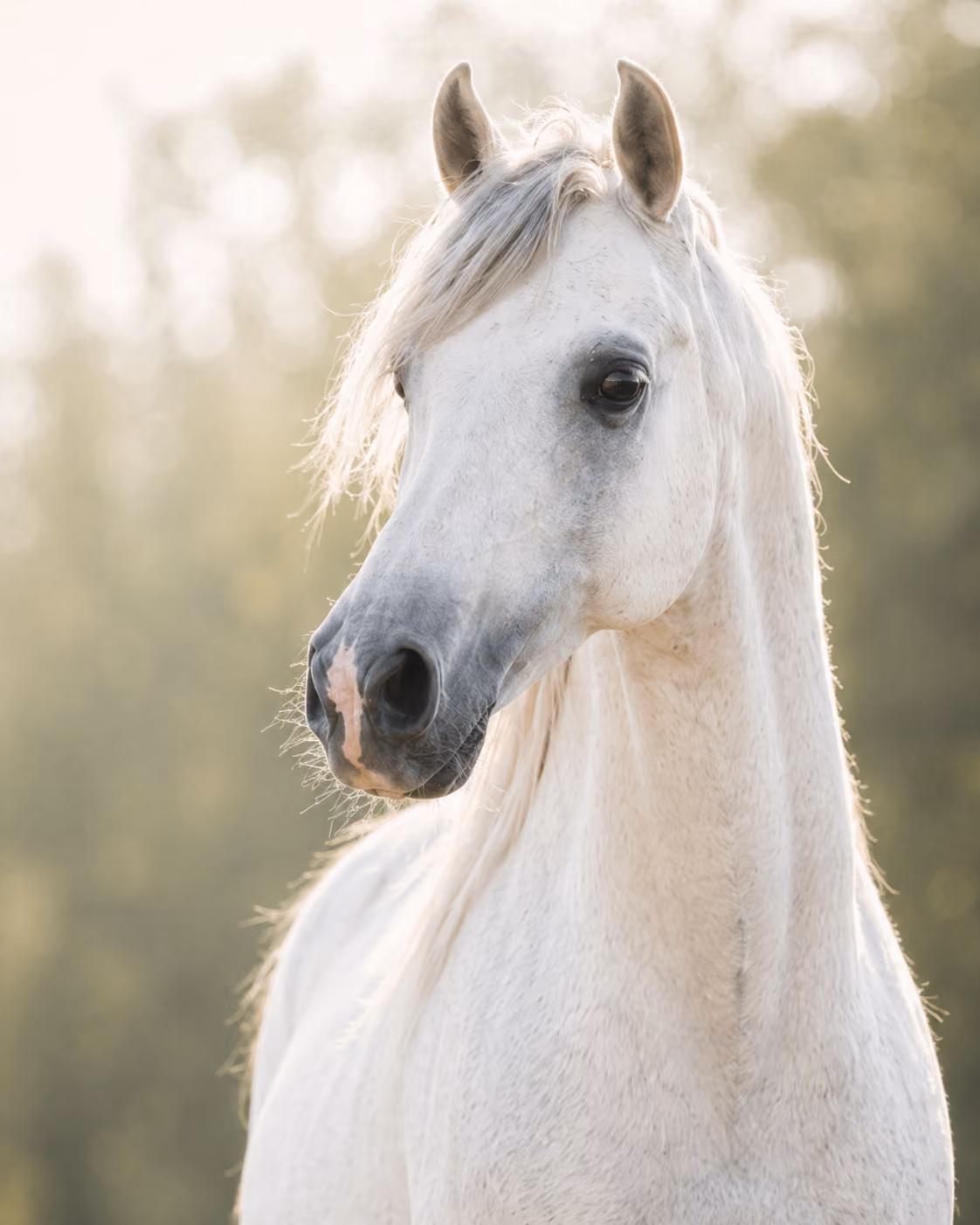 A white Arabian horse looks toward the camera.