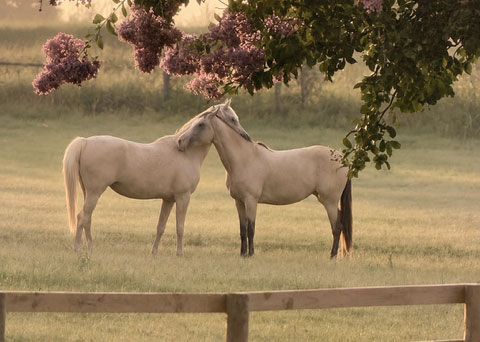 Two white horses nuzzling each other in a grassy field under tree branches with purple flowers.
