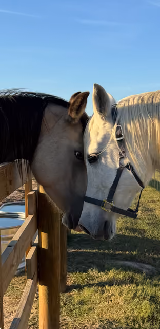 Close-up of two horses touching heads near a wooden fence under a clear blue sky.