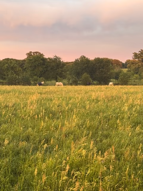 Green grassy field with wooden fences, trees, a barn, and a faint rainbow under cloudy sky.