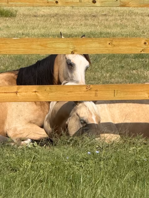 Two light brown horses resting in a grassy field behind a wooden fence on a sunny day.
