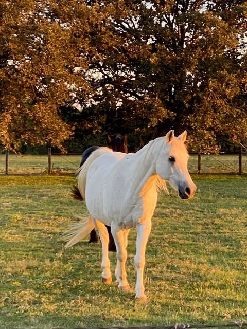 White horse walking on grassy paddock with a darker horse partially visible behind it and large trees in the background.