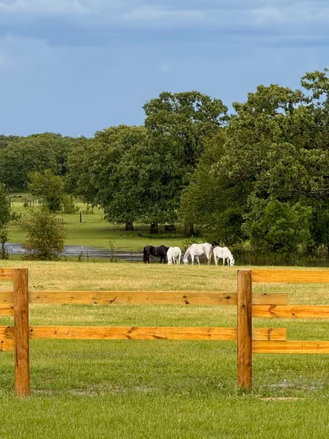Green pasture with a wooden fence in the foreground, four white horses and one black horse grazing near a small water body, with large leafy trees in the background under a cloudy sky.