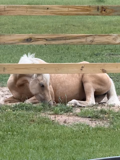 Light brown horse with a white mane lying down on grass inside a fenced area made of horizontal wooden planks.