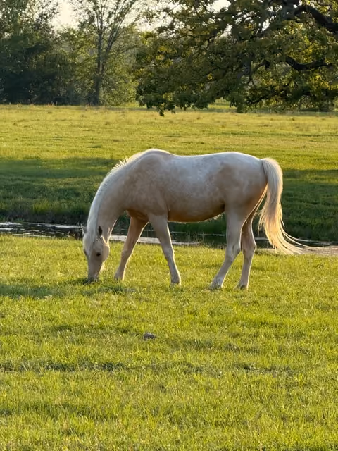 Light-colored horse grazing on lush green grass in a sunlit pasture with trees and a small water body in the background.