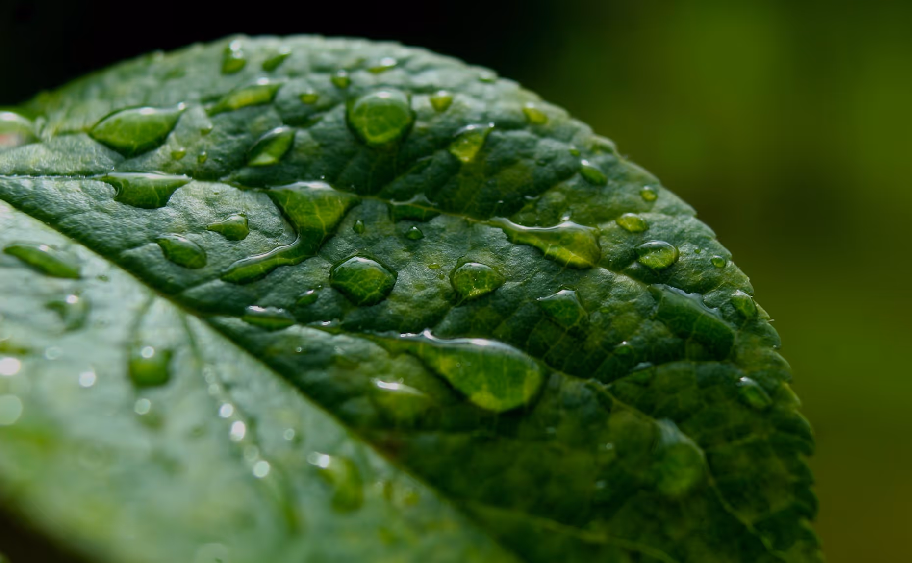 Photo de feuilles vertes avec de l'eau pour représenter le Pôle Recherche et développement en énergies renouvelables de RENER.