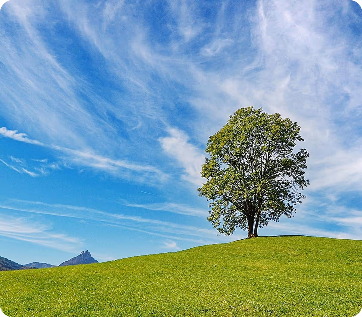 Photo de la nature avec un arbre et le ciel bleu pour représenter la volonté de RENER et du groupe BI de s'impliquer dans la protection de l'environnement.