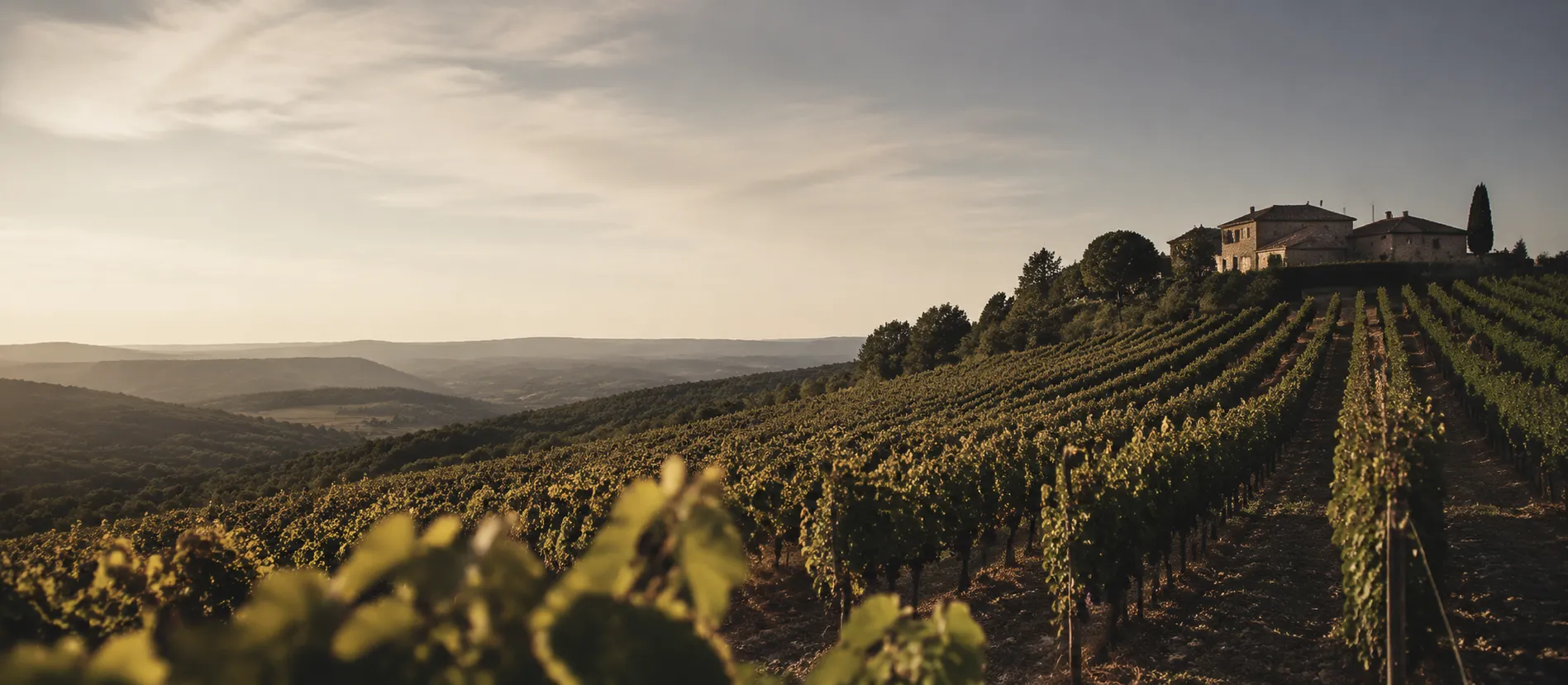Vignoble sur une colline au coucher du soleil avec une maison en pierre à droite.