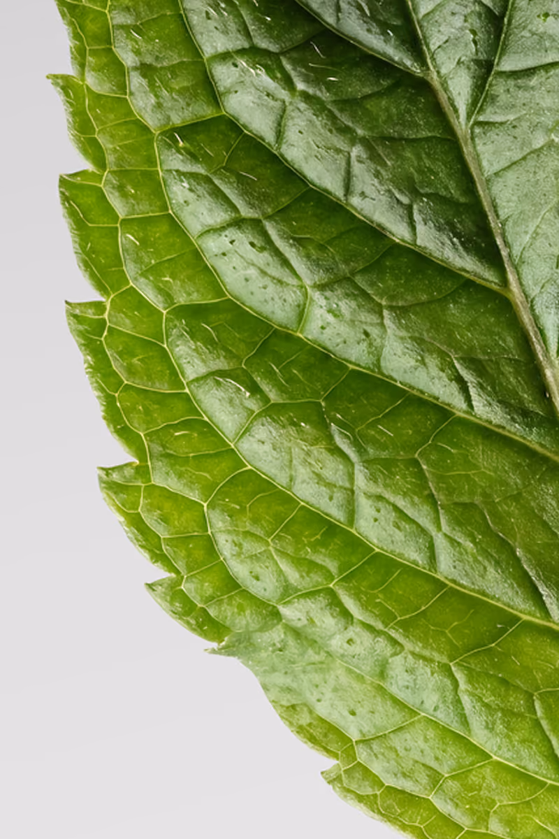 Close-up of fresh mint leaves showing textured surface and veins.