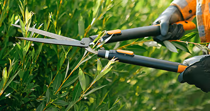 Person mit Handschuhen und Gartenschere schneidet Hecke