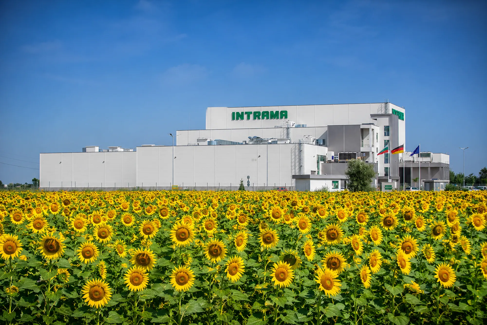 Производствена сграда на INTRAMA, видяна зад цъфтящо поле със слънчогледи под синьо небе.