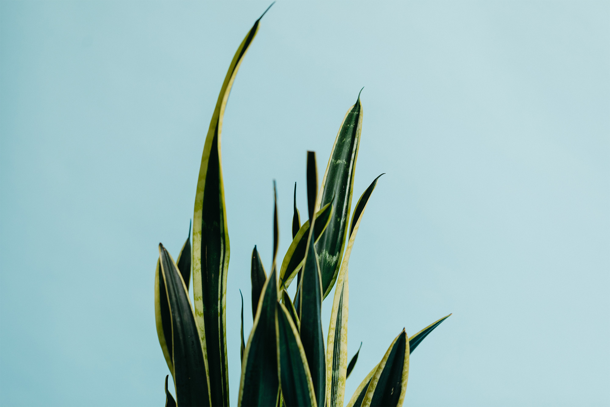 Tall green snake plant leaves with yellow edges against a light blue background.