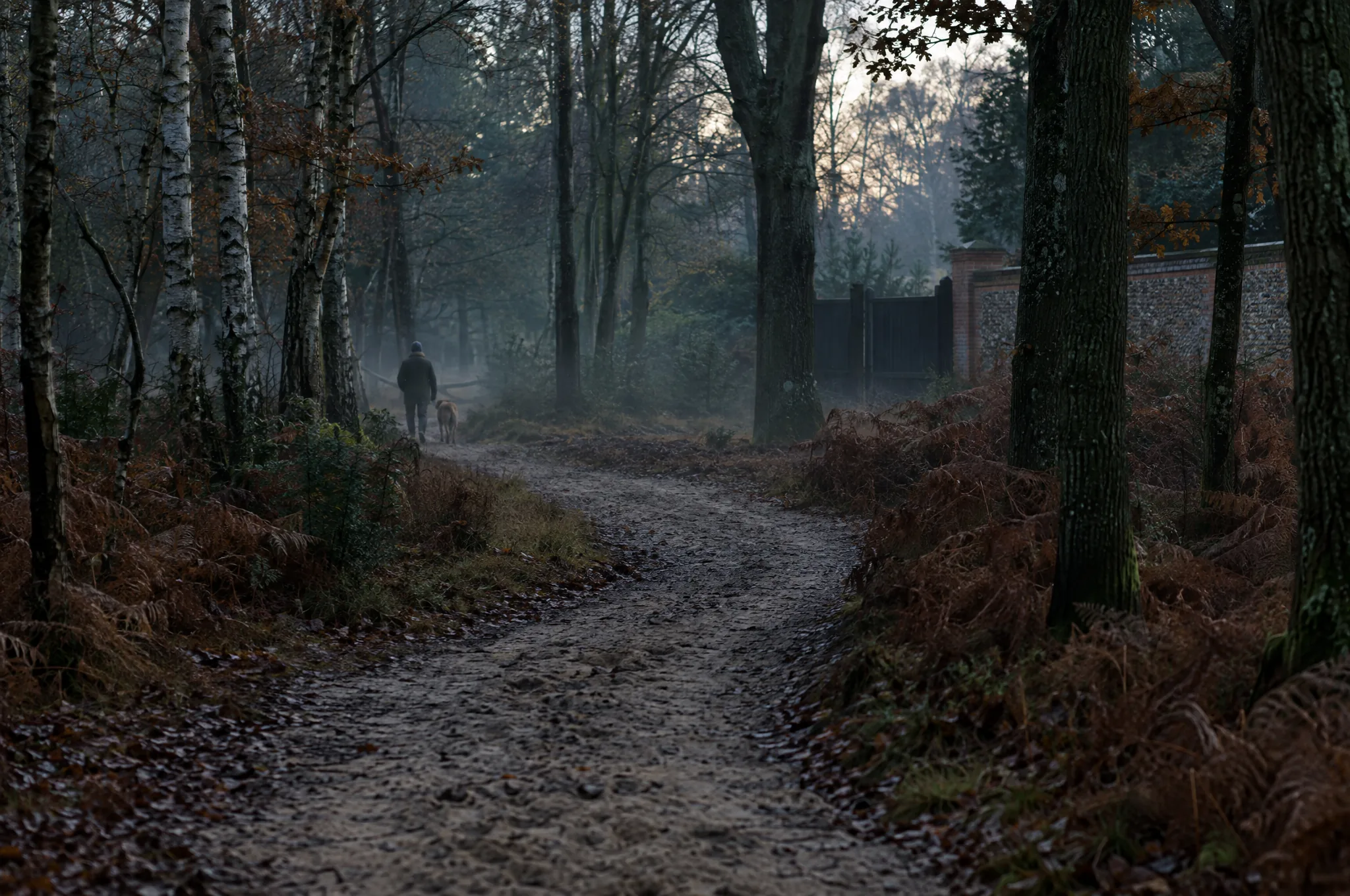 A woodland ride through Prince's Coverts at dawn with a private road beyond the trees