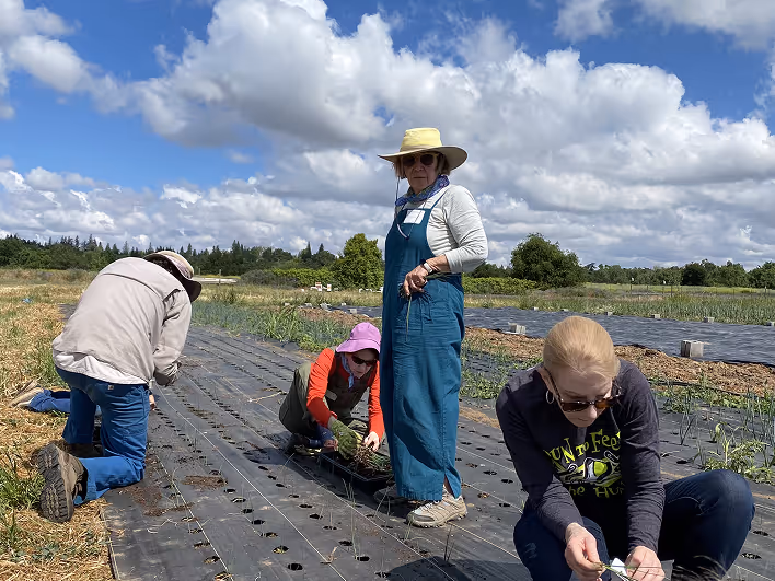 Four people planting seedlings on a farm field under a partly cloudy sky.