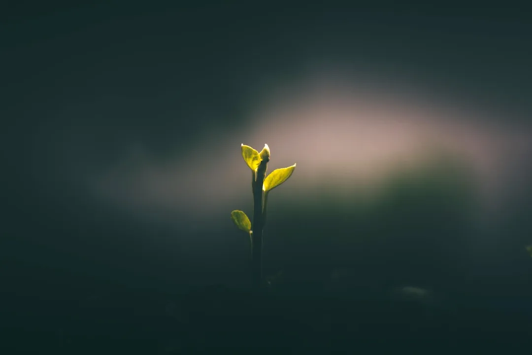 Organic Growth and New Business Development