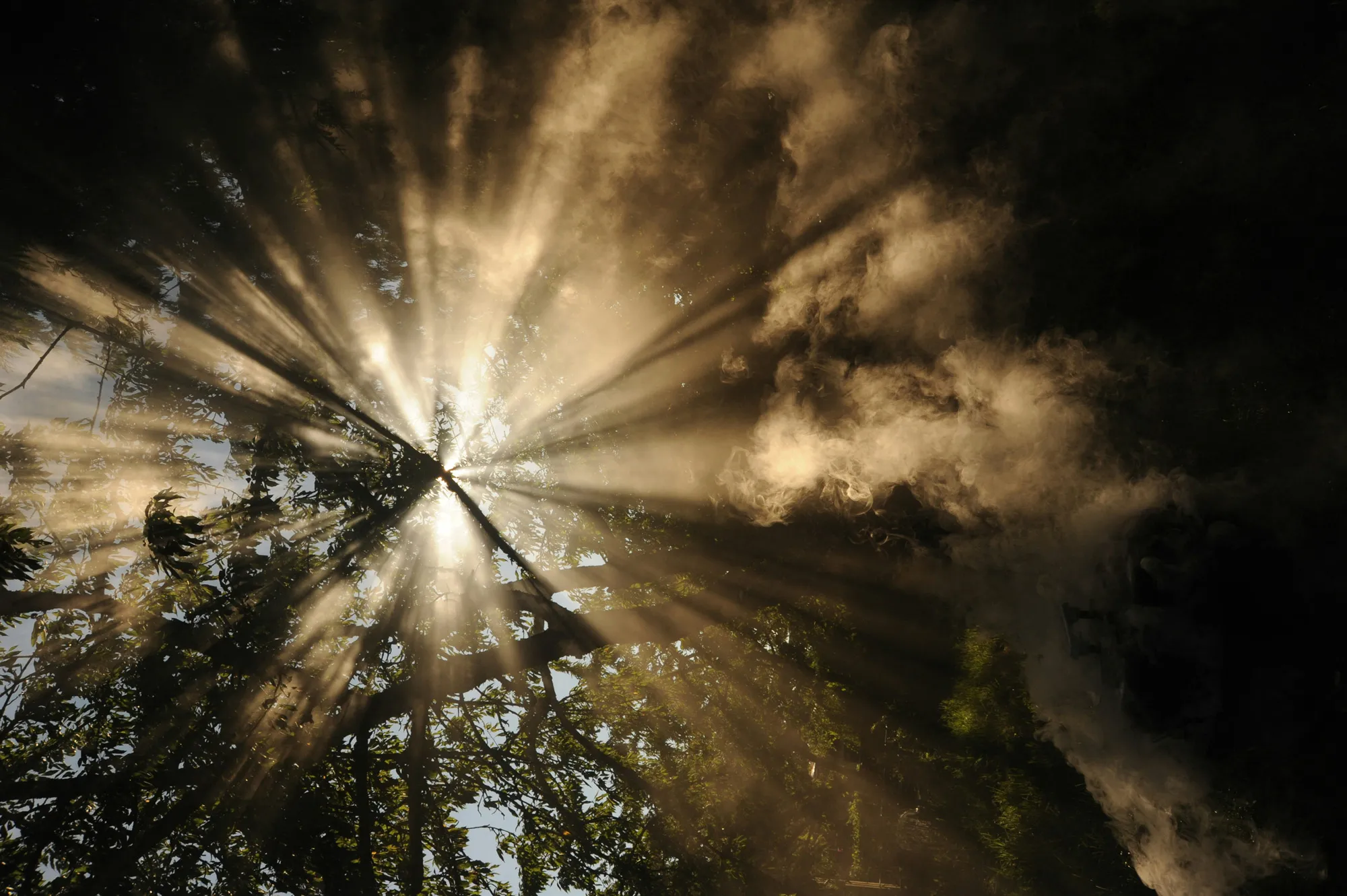 Sunlight rays shining through tree branches with mist or smoke in a forest setting.