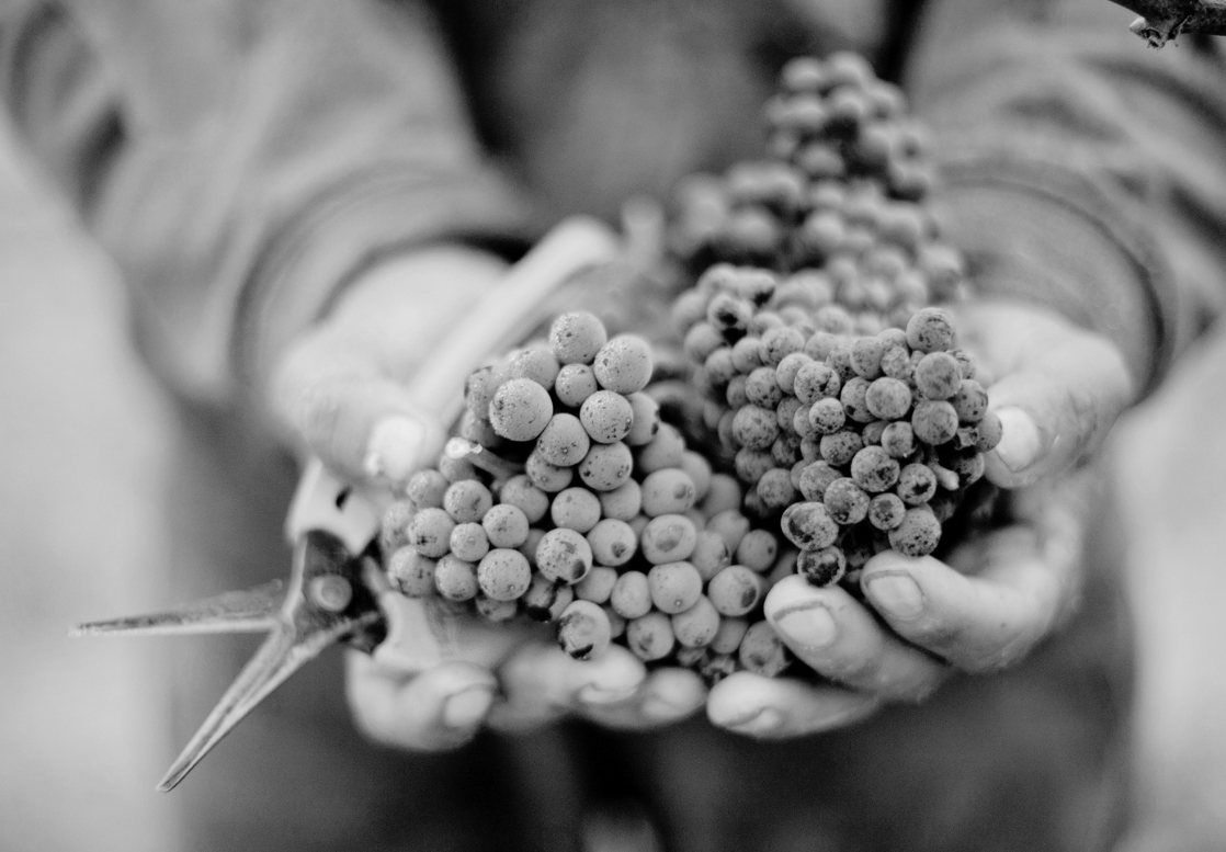 Grape clusters ripening on the vine