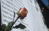 Rose by banner