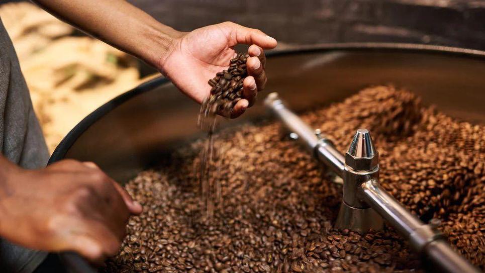 Person's hand sifting roasted coffee beans in a large coffee roasting machine.