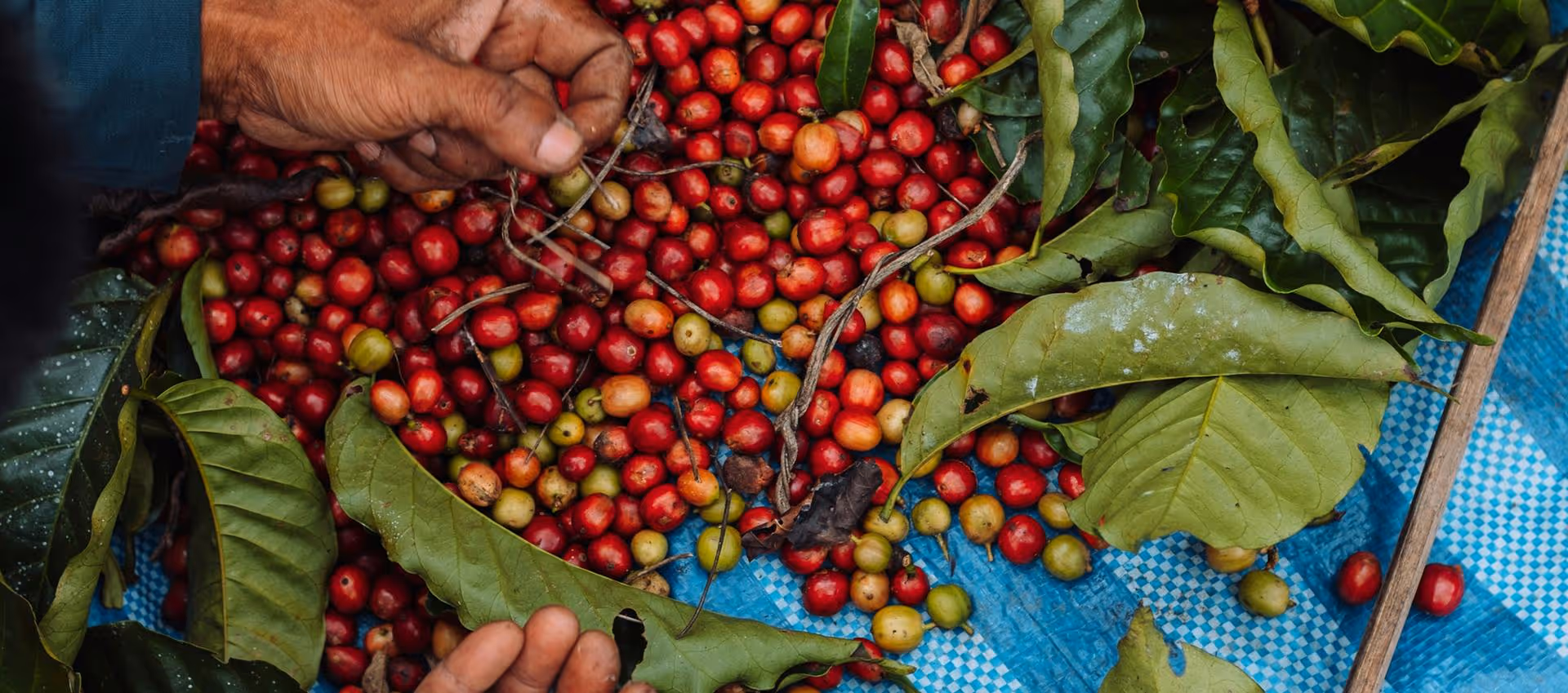 Hands sorting ripe red and green coffee cherries with large green leaves on a blue mat.