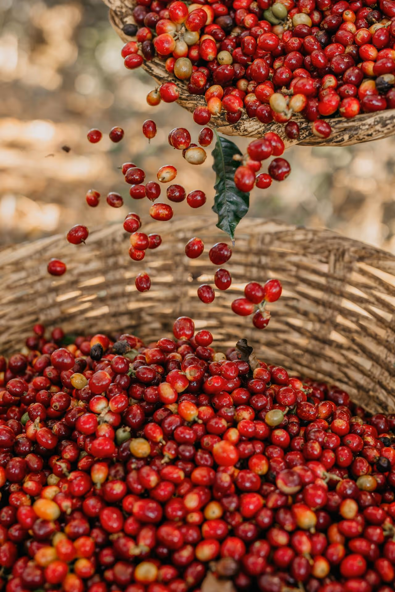 Red coffee cherries falling from one basket into another woven basket below.