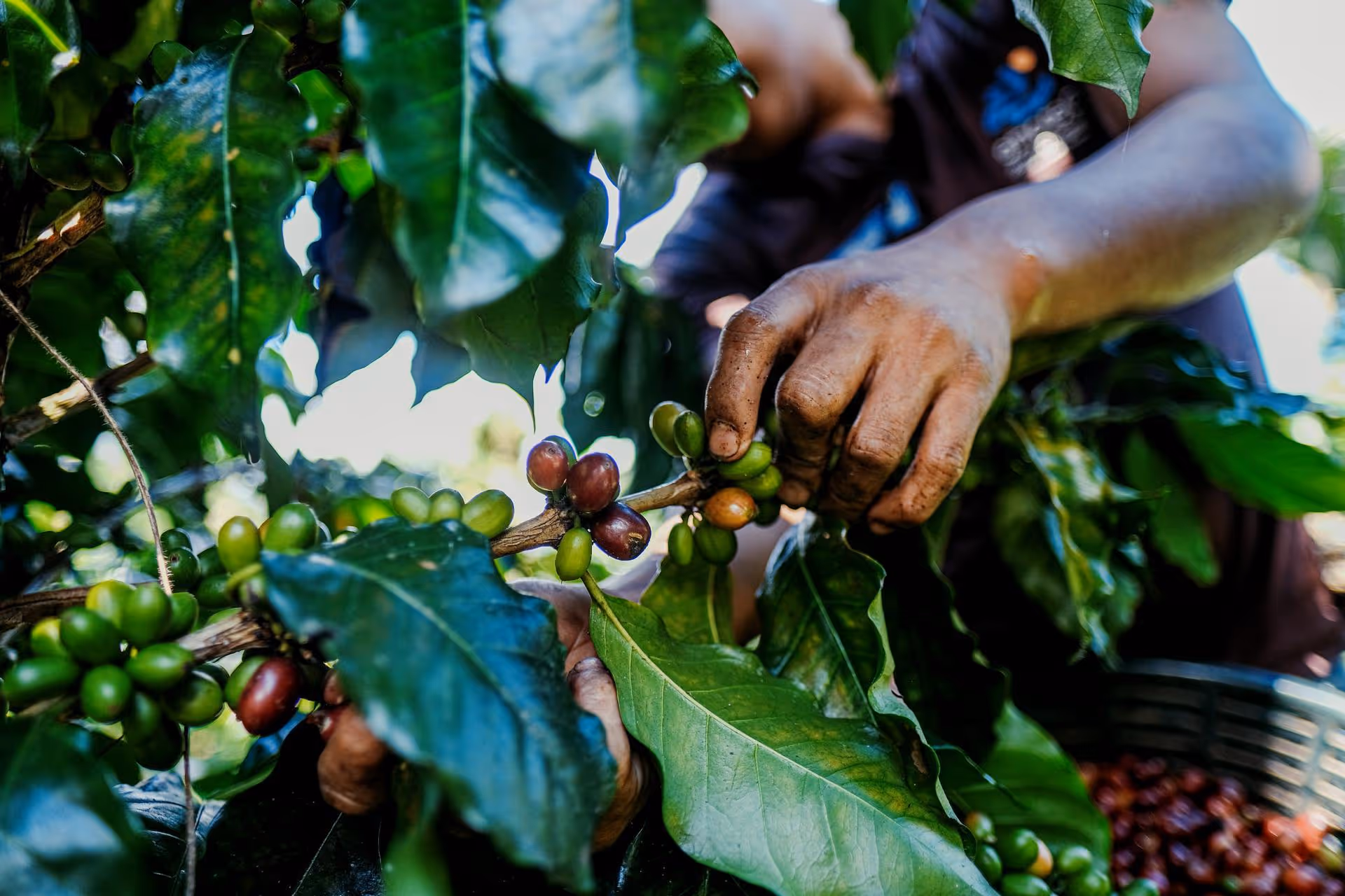 Hands picking ripe and unripe coffee cherries from a coffee plant with green leaves.