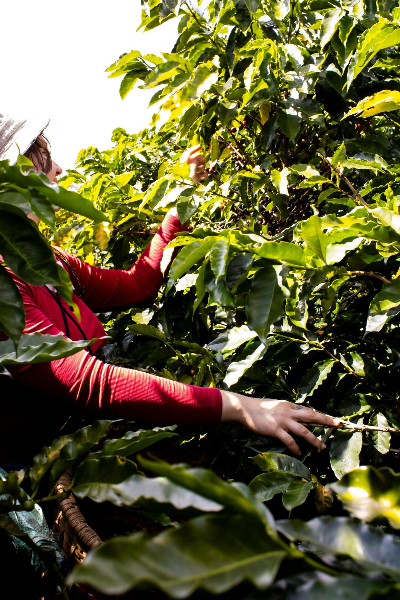Person wearing a hat and red shirt harvesting ripe coffee cherries from a lush coffee plant.