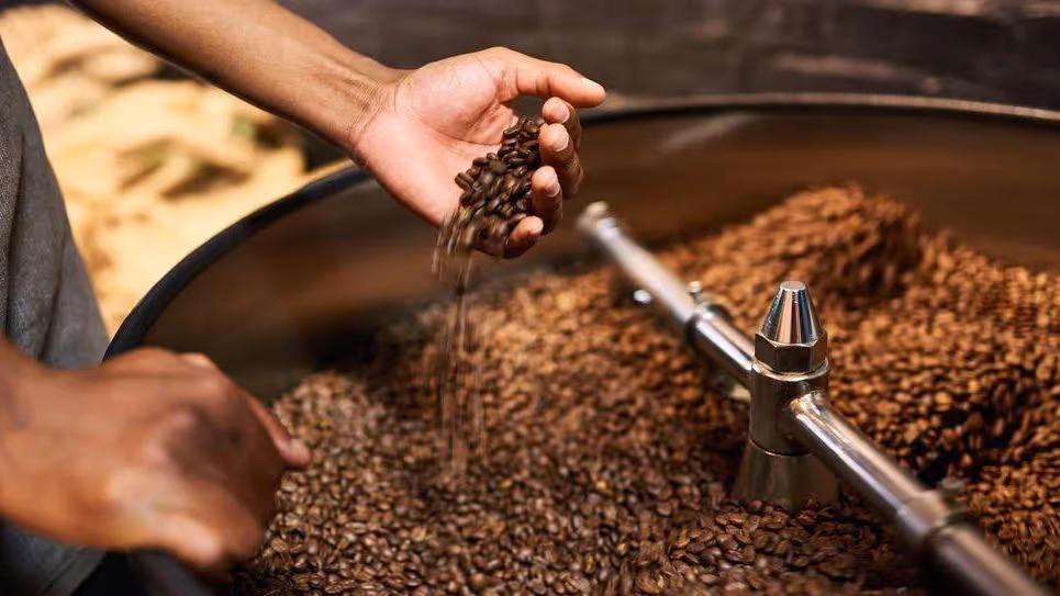 Person's hand sifting roasted coffee beans in a large coffee roasting machine.