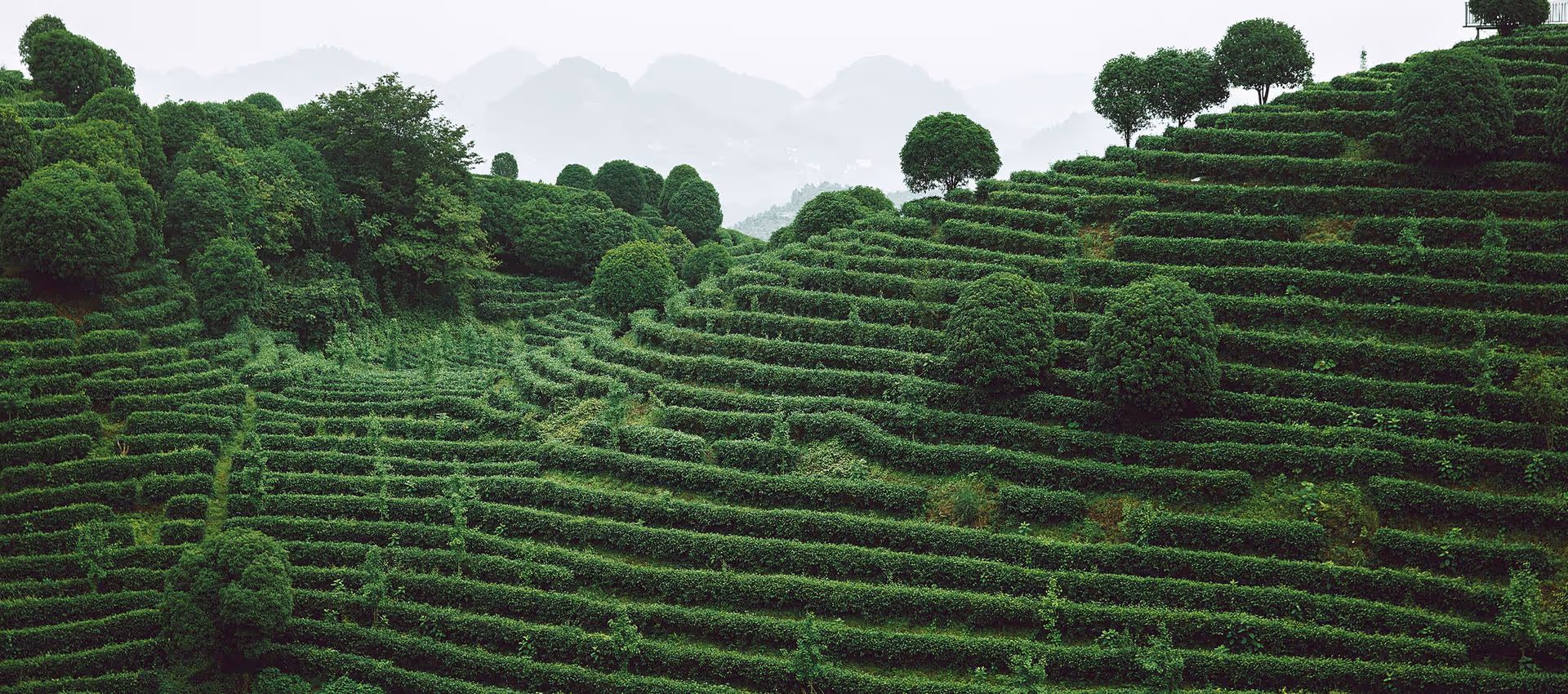 Green terraced tea fields on rolling hills with neatly trimmed bushes and misty mountains behind.
