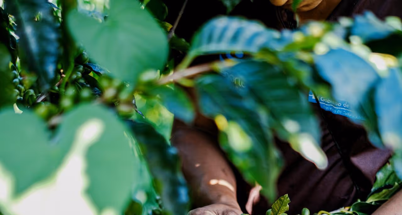 Person harvesting green coffee cherries obscured by leaves on a coffee plant in sunlight.