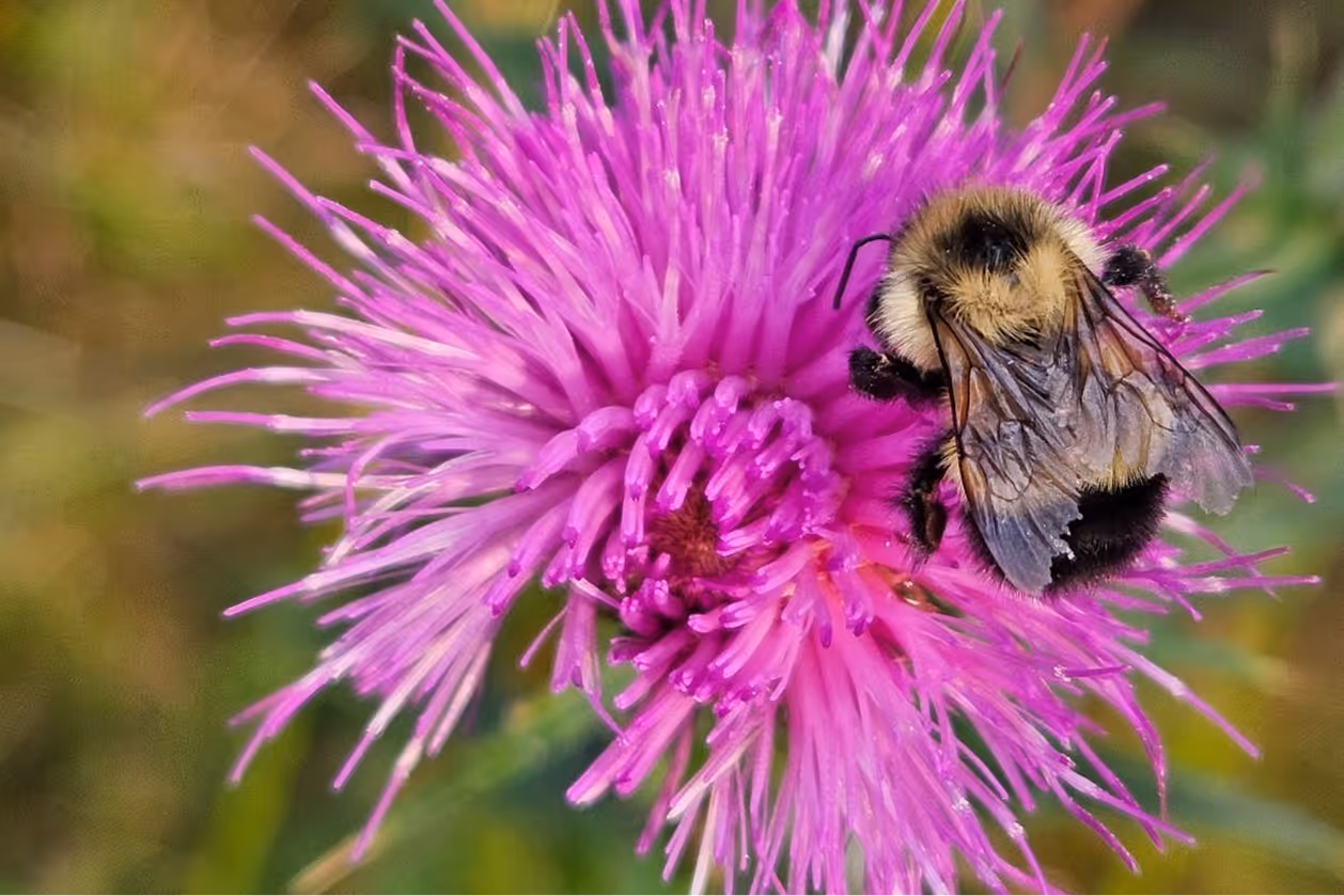 A bumblebee on a bright pink thistle flower with green blurred background.